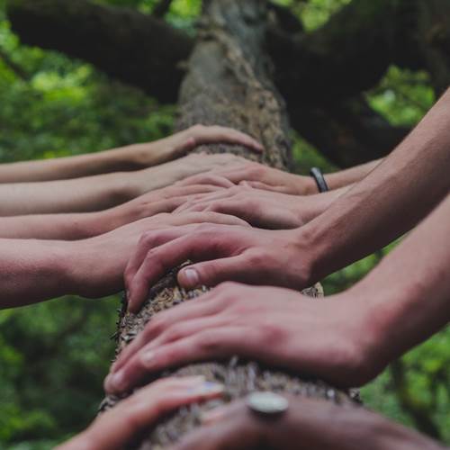 tree, hands, together